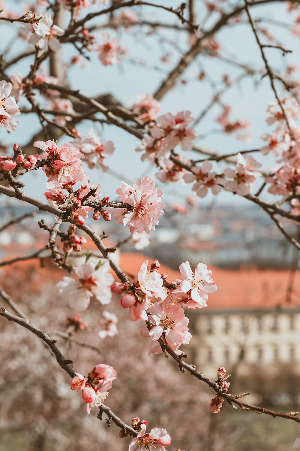 a tree with pink flowers in front of a building