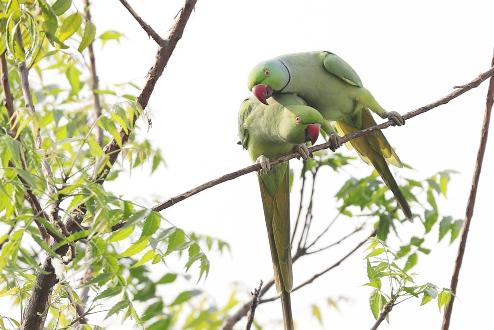 a couple of green birds sitting on top of a tree branch