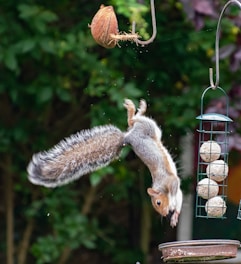 A squirrel is captured mid-leap, upside down, attempting to reach a bird feeder containing round bird food. The feeder is hanging from a metal hook. Nearby is a broken coconut attached to another hook. The background is filled with dense foliage, adding a natural setting to the scene.