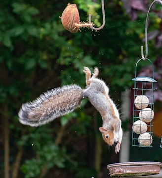 A squirrel is captured mid-leap, upside down, attempting to reach a bird feeder containing round bird food. The feeder is hanging from a metal hook. Nearby is a broken coconut attached to another hook. The background is filled with dense foliage, adding a natural setting to the scene.
