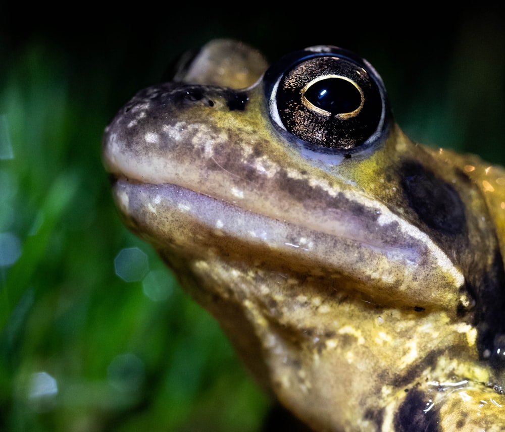 a close up of a frog with grass in the background