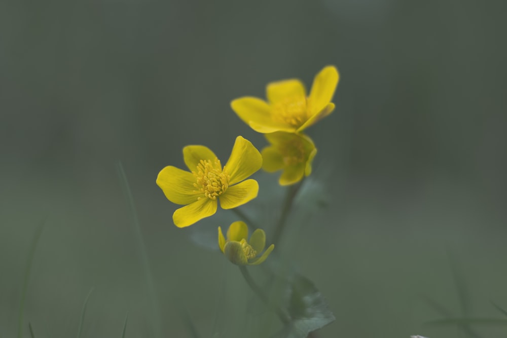 a couple of yellow flowers sitting on top of a lush green field