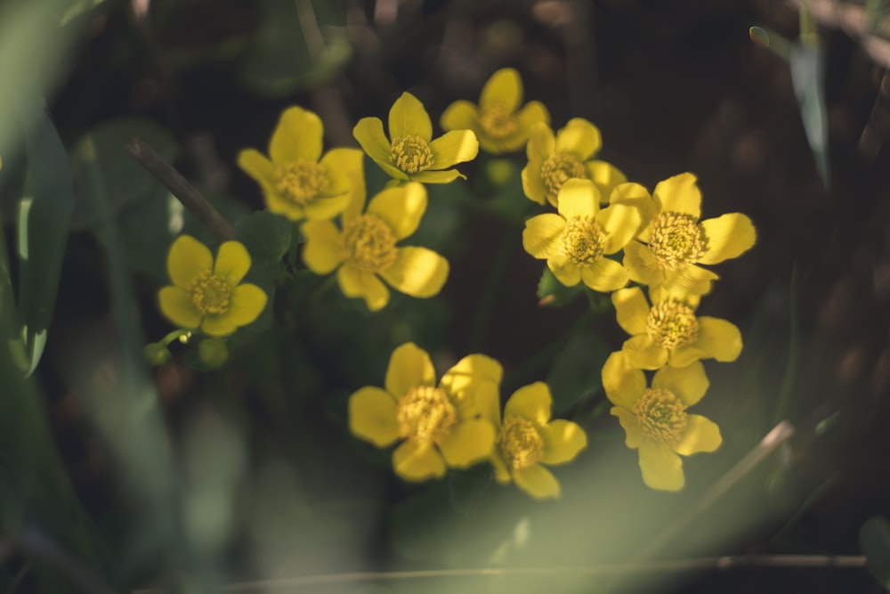 a bunch of yellow flowers that are in the grass