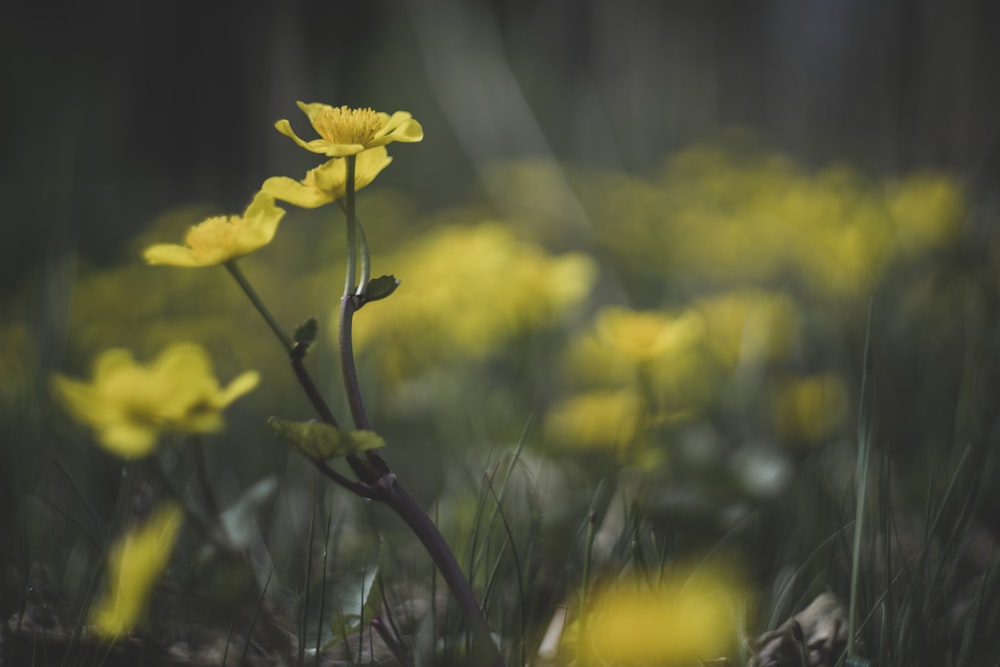 Un primo piano di un fiore giallo in un campo