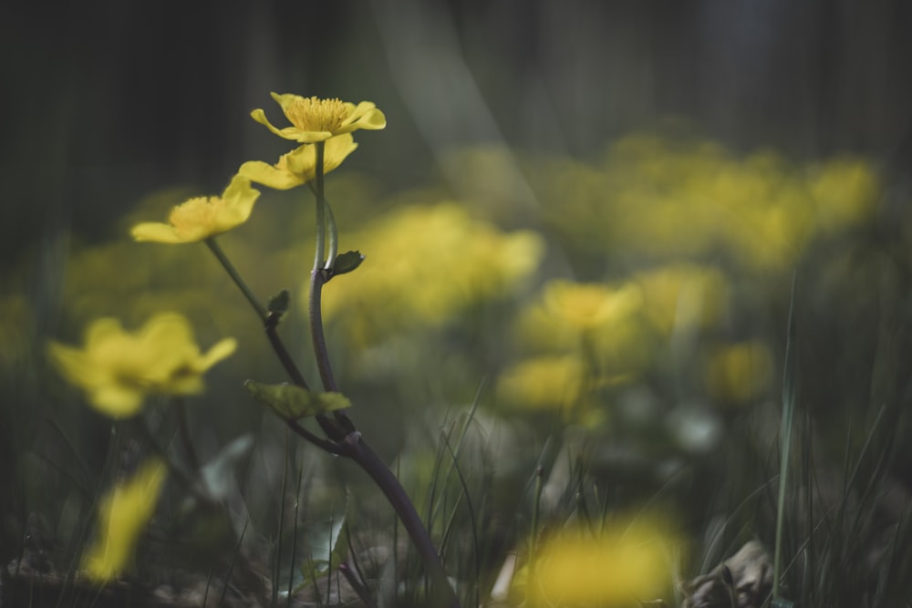 a close up of a yellow flower in a field