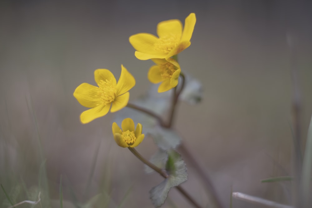 ein paar gelbe Blumen sitzen auf einem üppigen grünen Feld