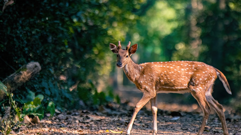 a small deer standing in the middle of a forest