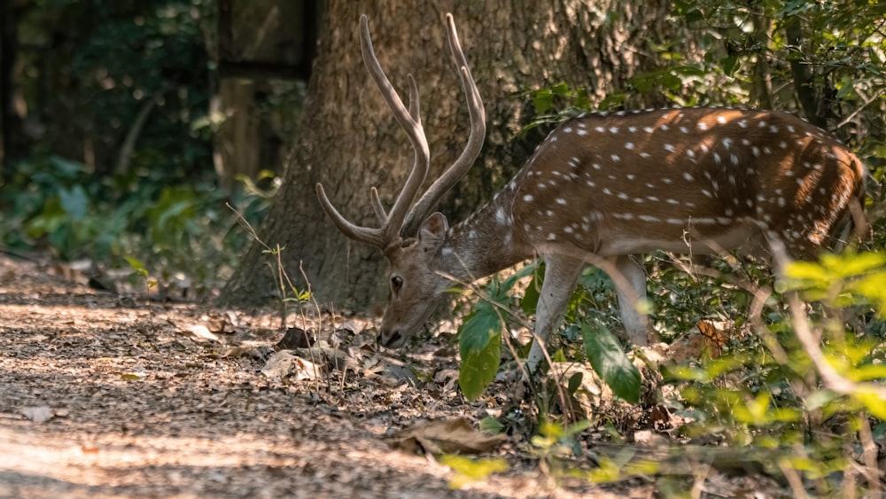 a deer that is standing in the dirt