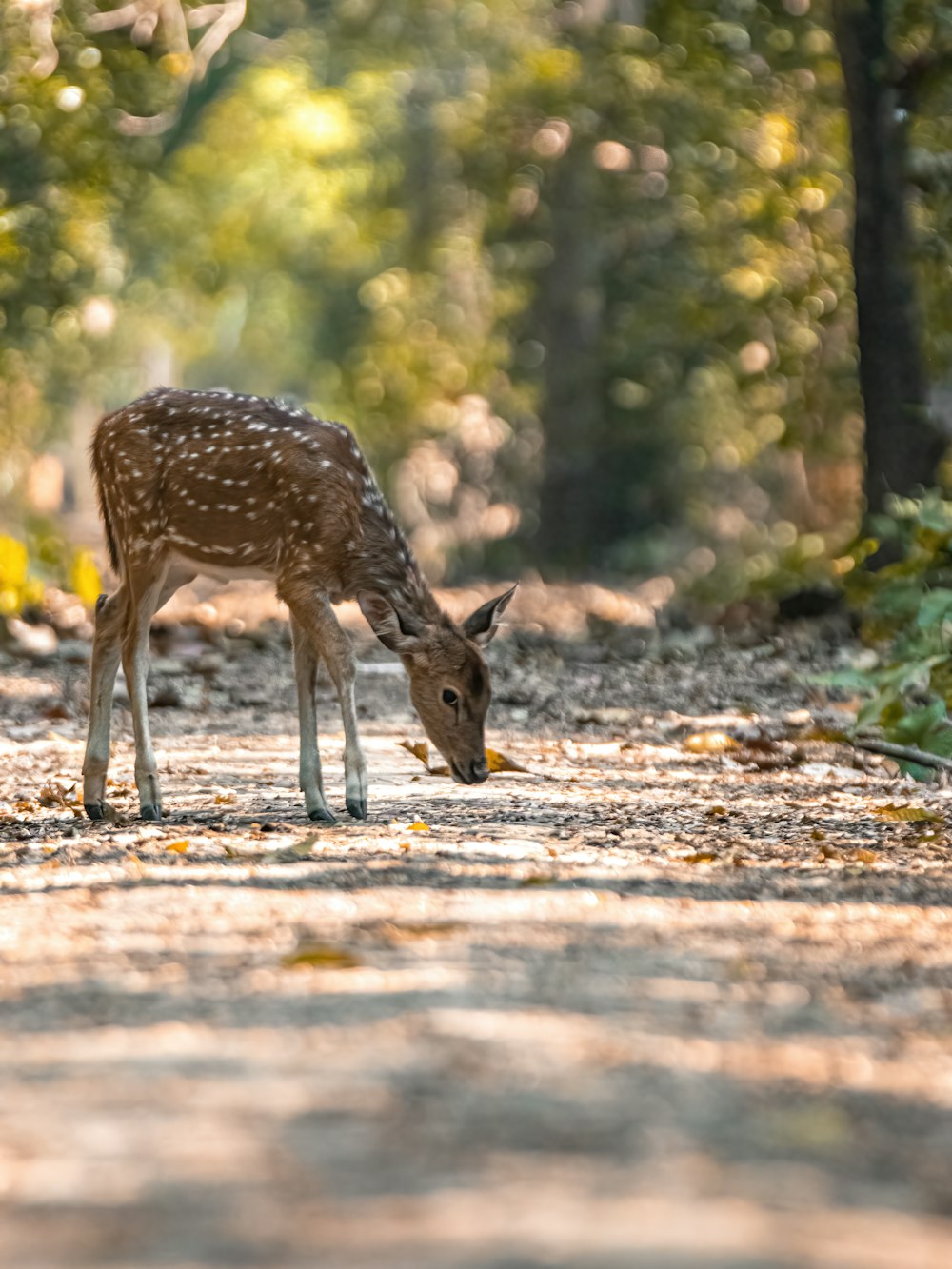 a small deer standing on top of a dirt road