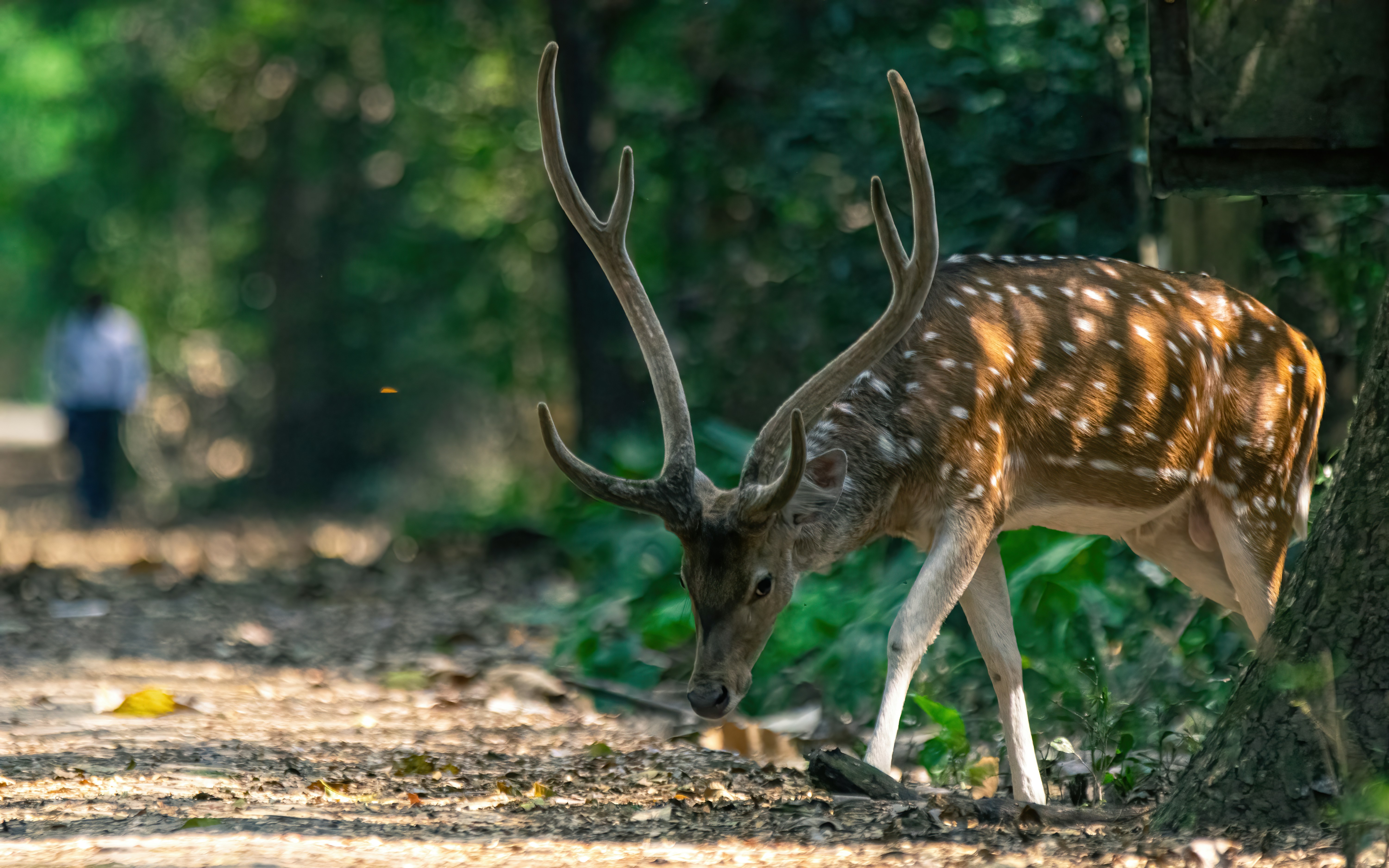 Deer wildlife