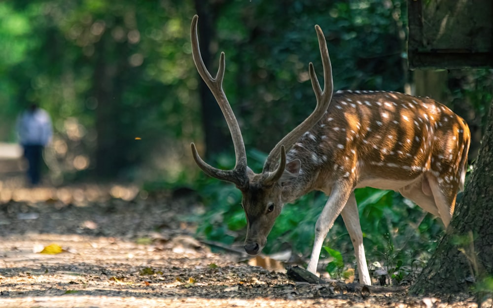 a deer that is standing in the dirt