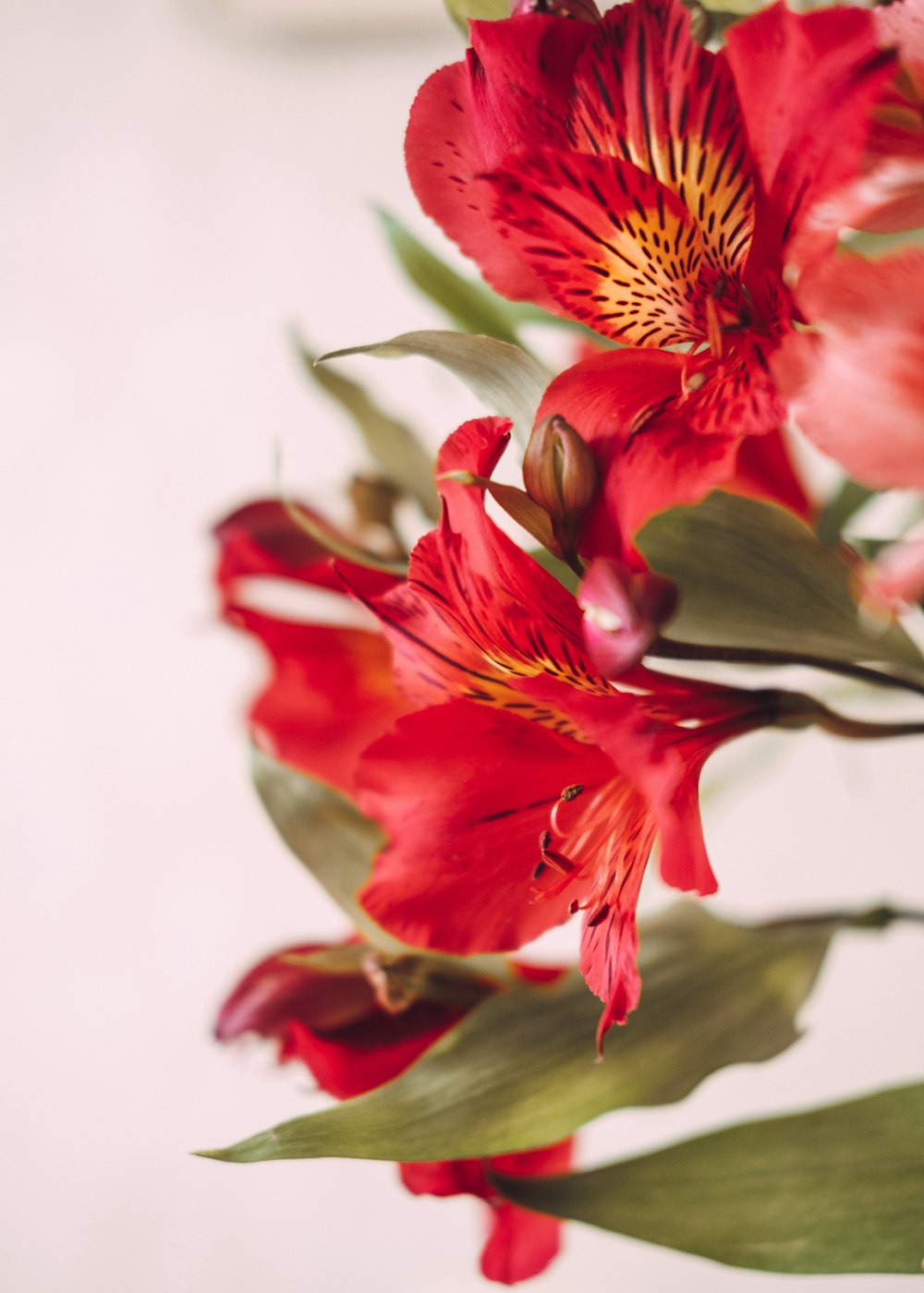 a bouquet of red flowers with green leaves