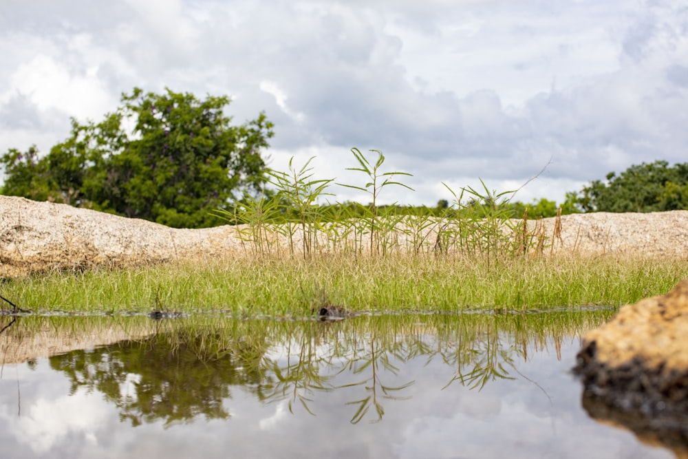 a body of water surrounded by grass and rocks