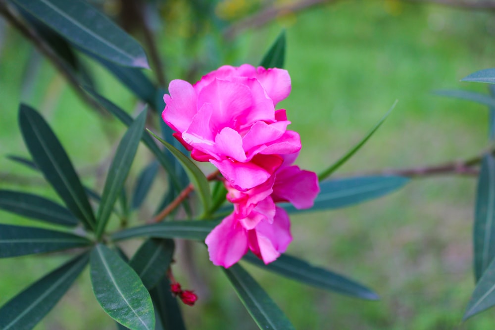 a pink flower with green leaves in the background