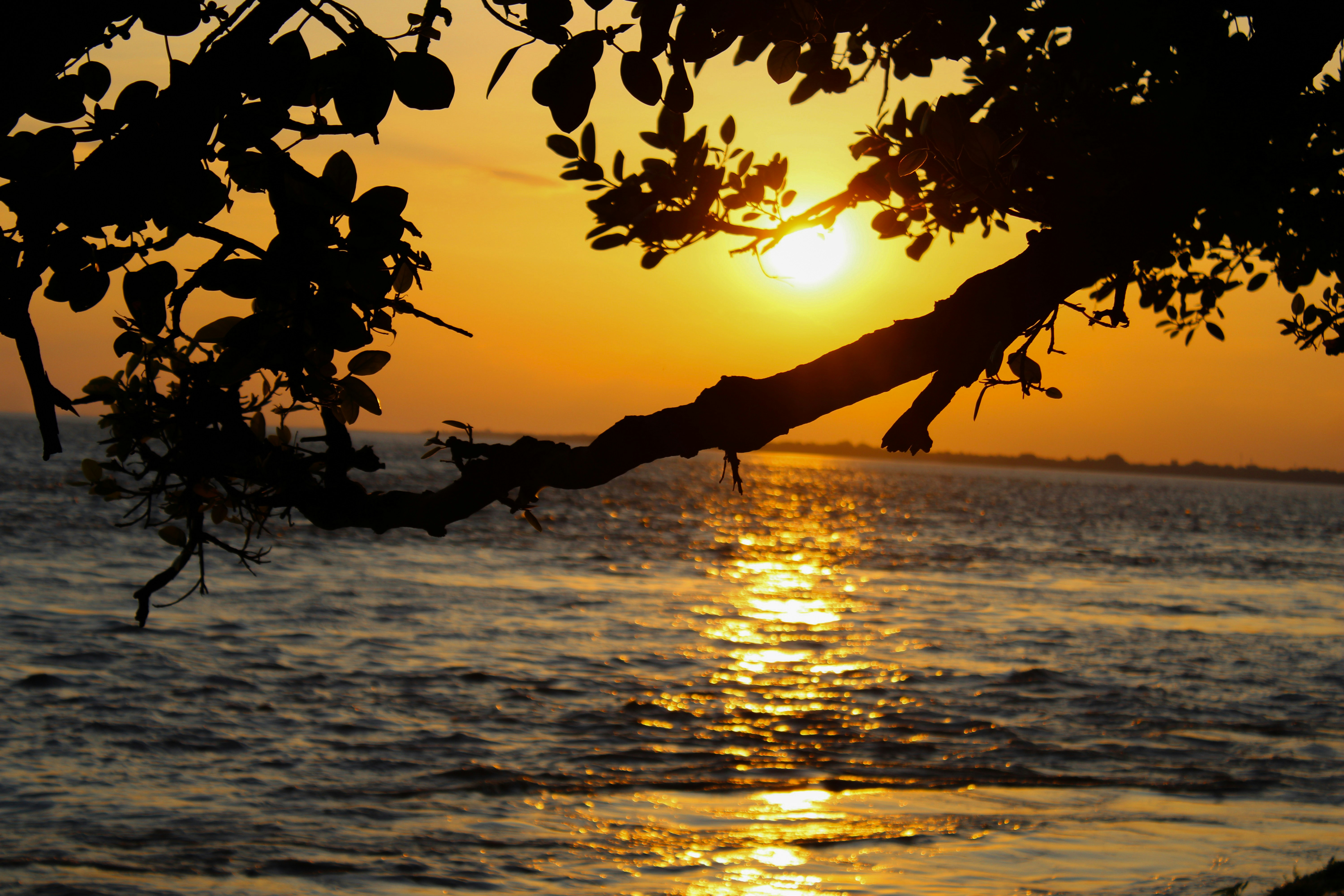 Photo by sifat_niloy