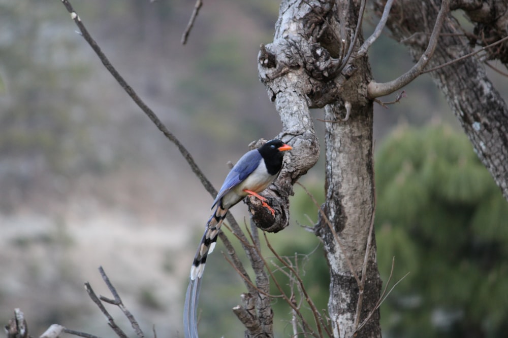 a bird perched on a branch of a tree