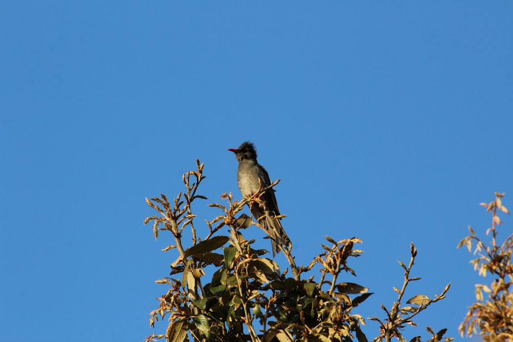 a bird sitting on top of a tree branch