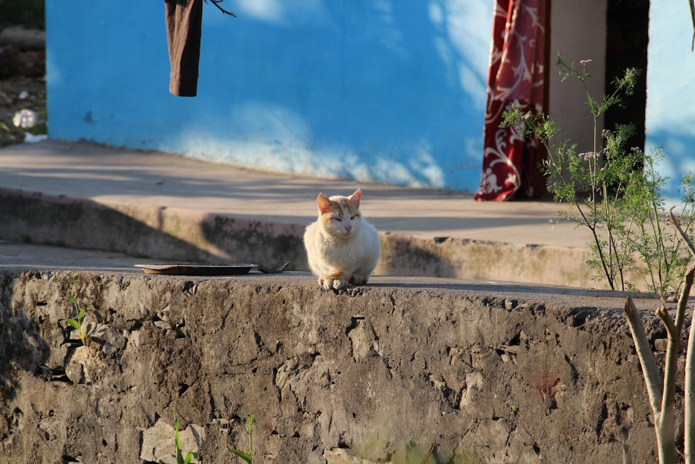 a white cat sitting on a stone wall