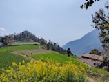 A scenic view of a rural landscape with turmeric fields.