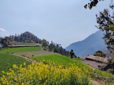 A scenic view of a rural landscape with turmeric fields.