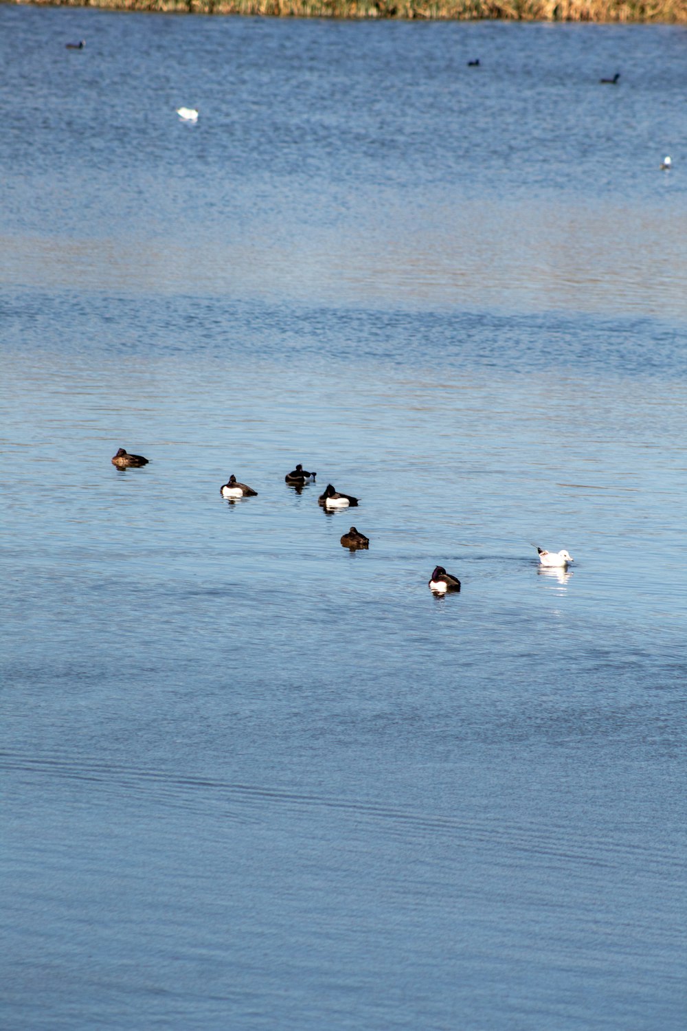 a flock of ducks floating on top of a lake