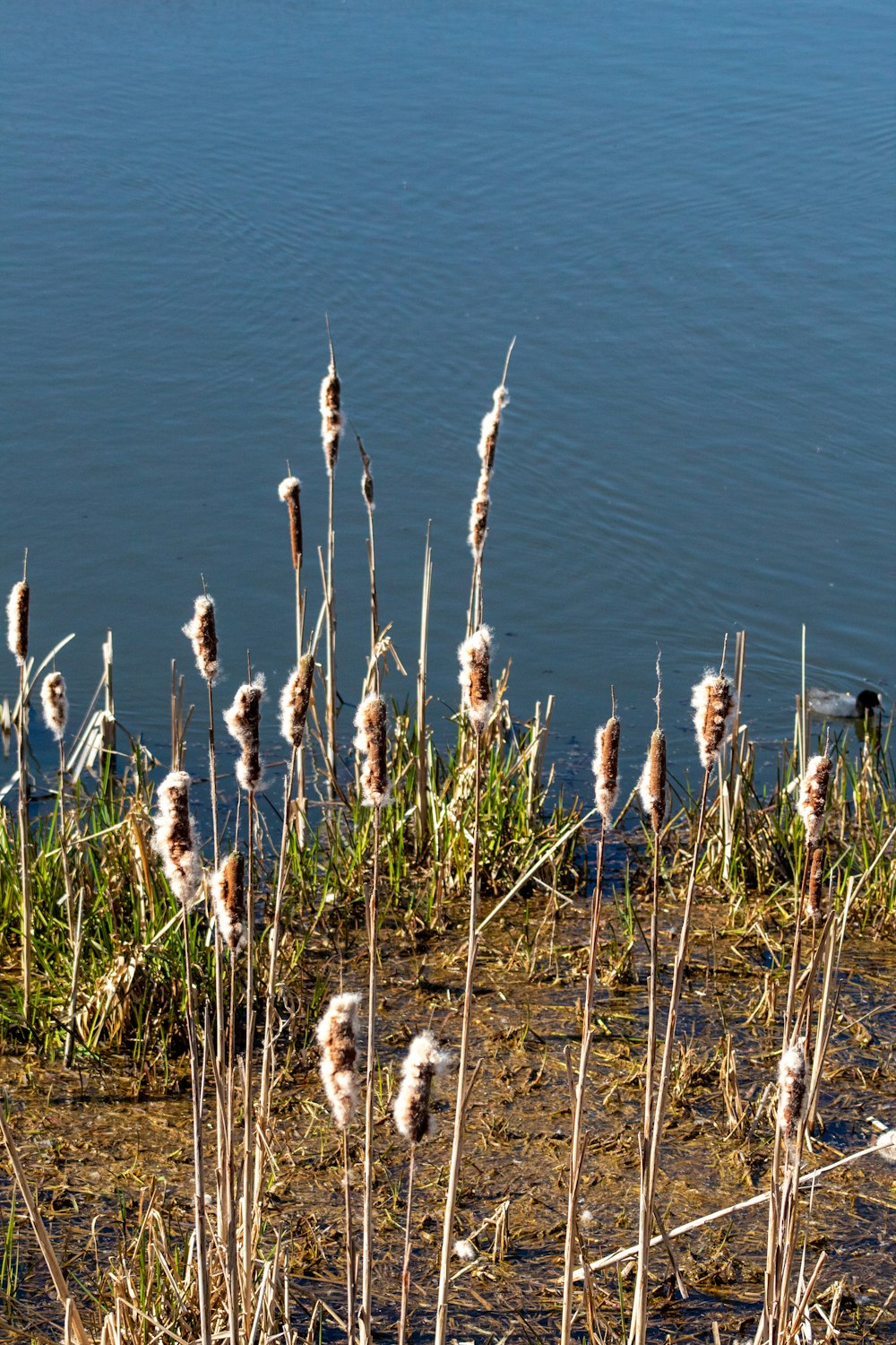 a bunch of weeds that are by a body of water