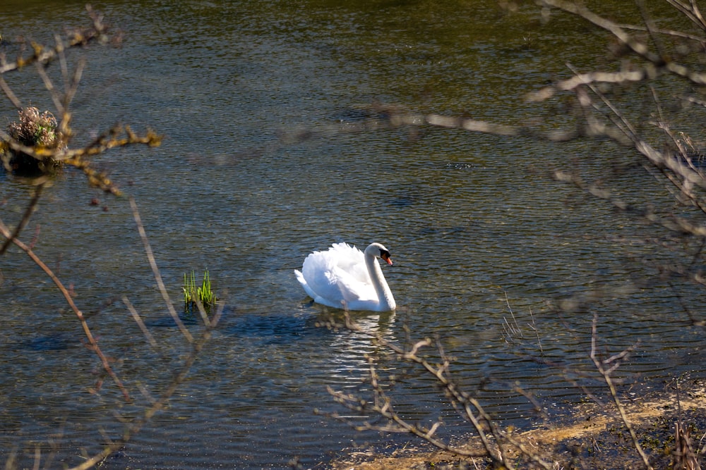 a swan is swimming in the water near some plants
