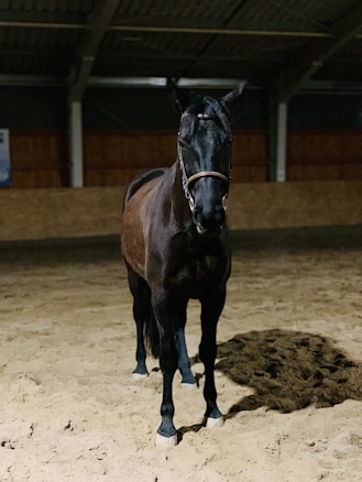 A dark-colored horse stands on sandy ground inside an indoor arena with a roof supported by beams. The lighting casts shadows, and a wooden wall can be seen in the background.