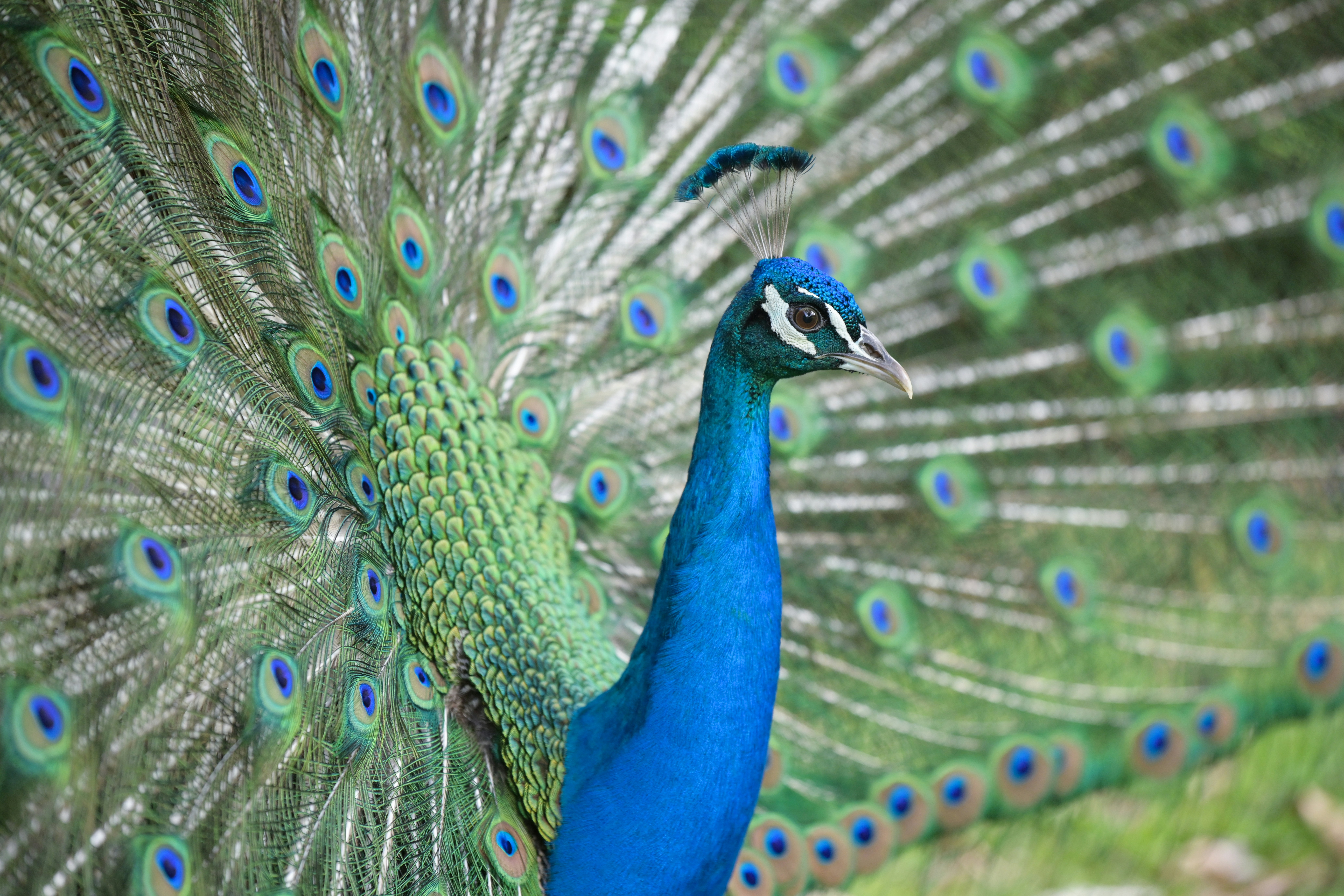 Photo by samueljeronimo