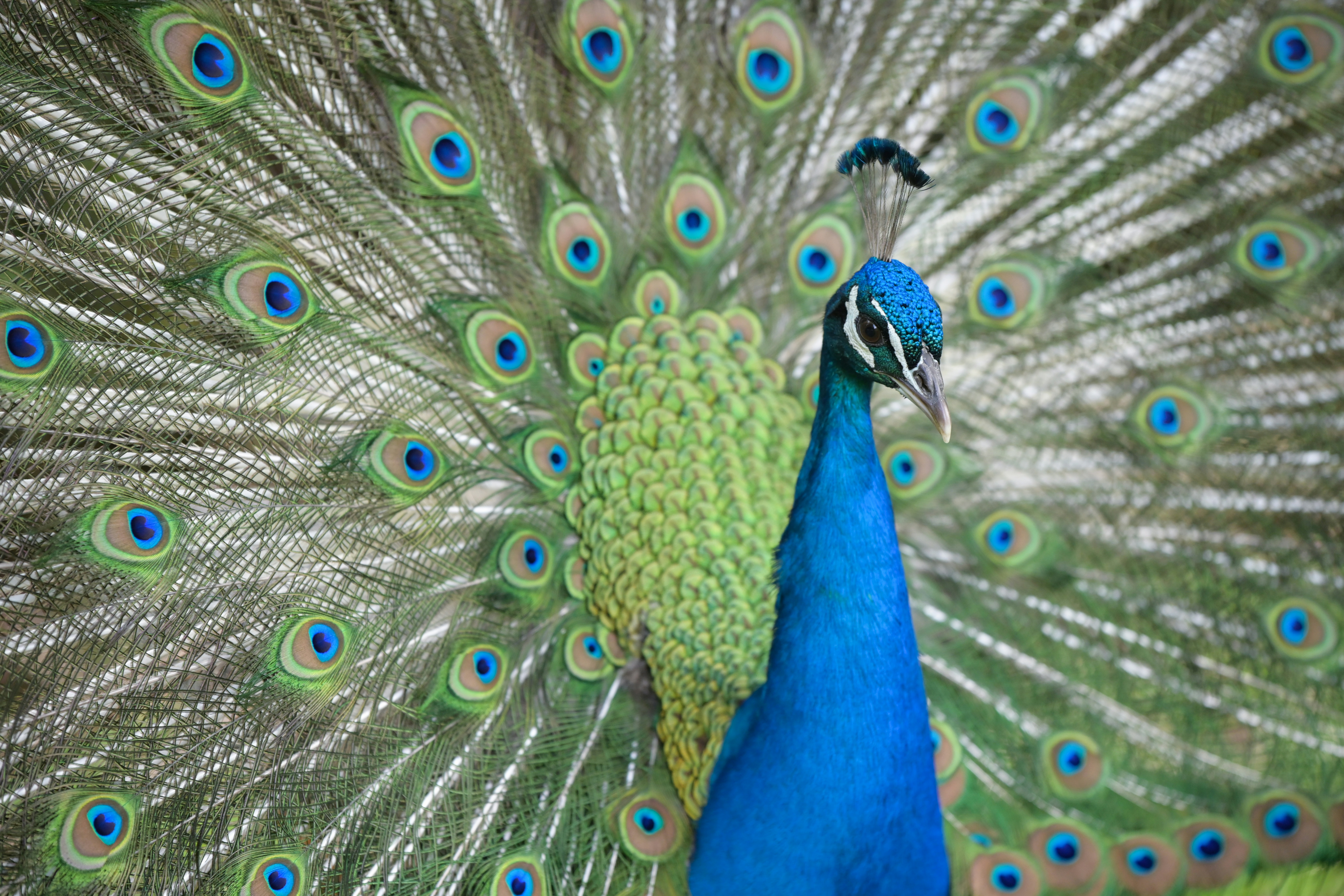 Photo by samueljeronimo