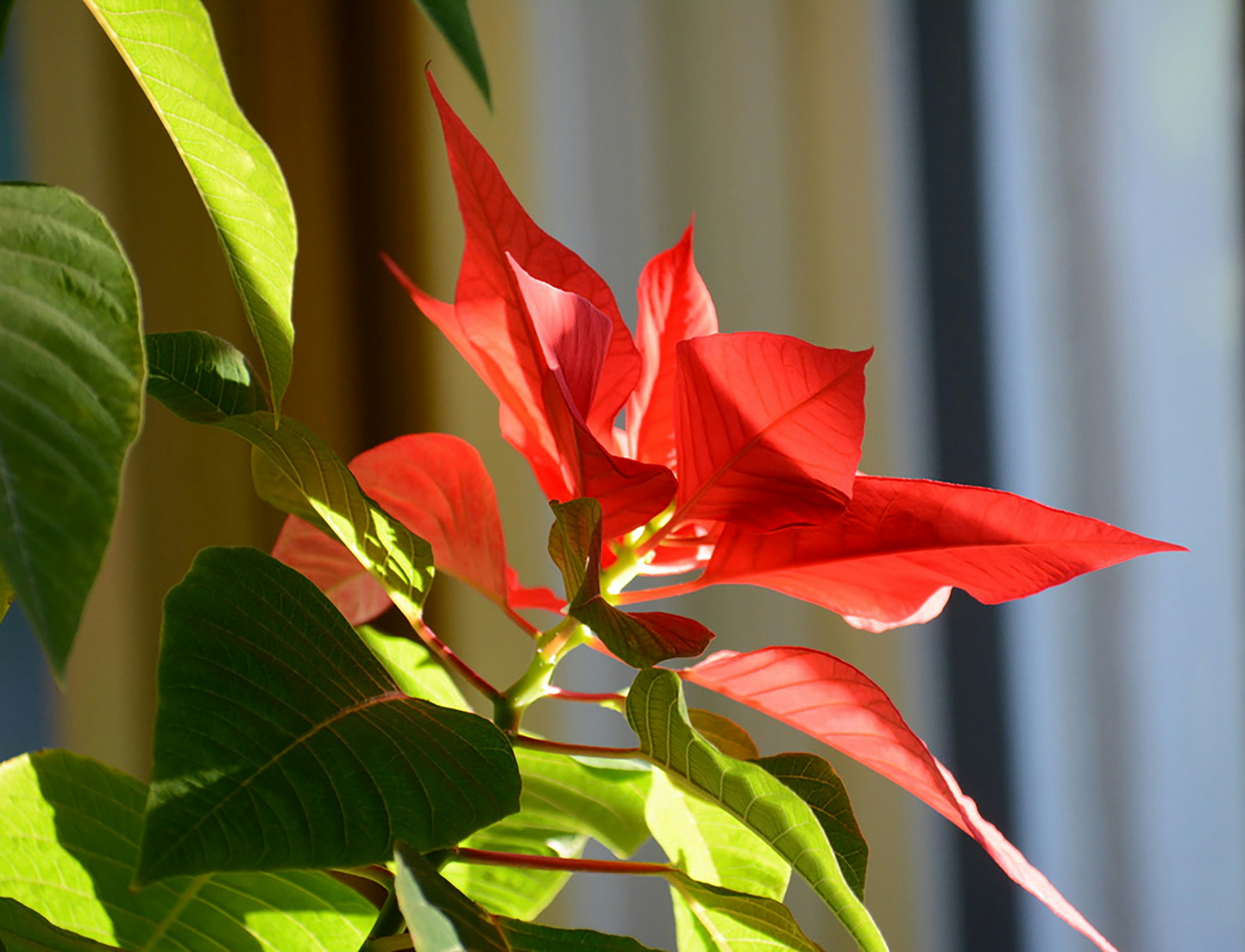 Un primer plano de una flor roja con hojas verdes