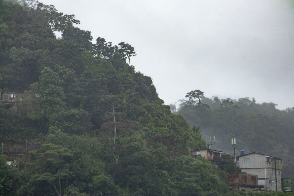 a hill covered in lots of trees next to a forest