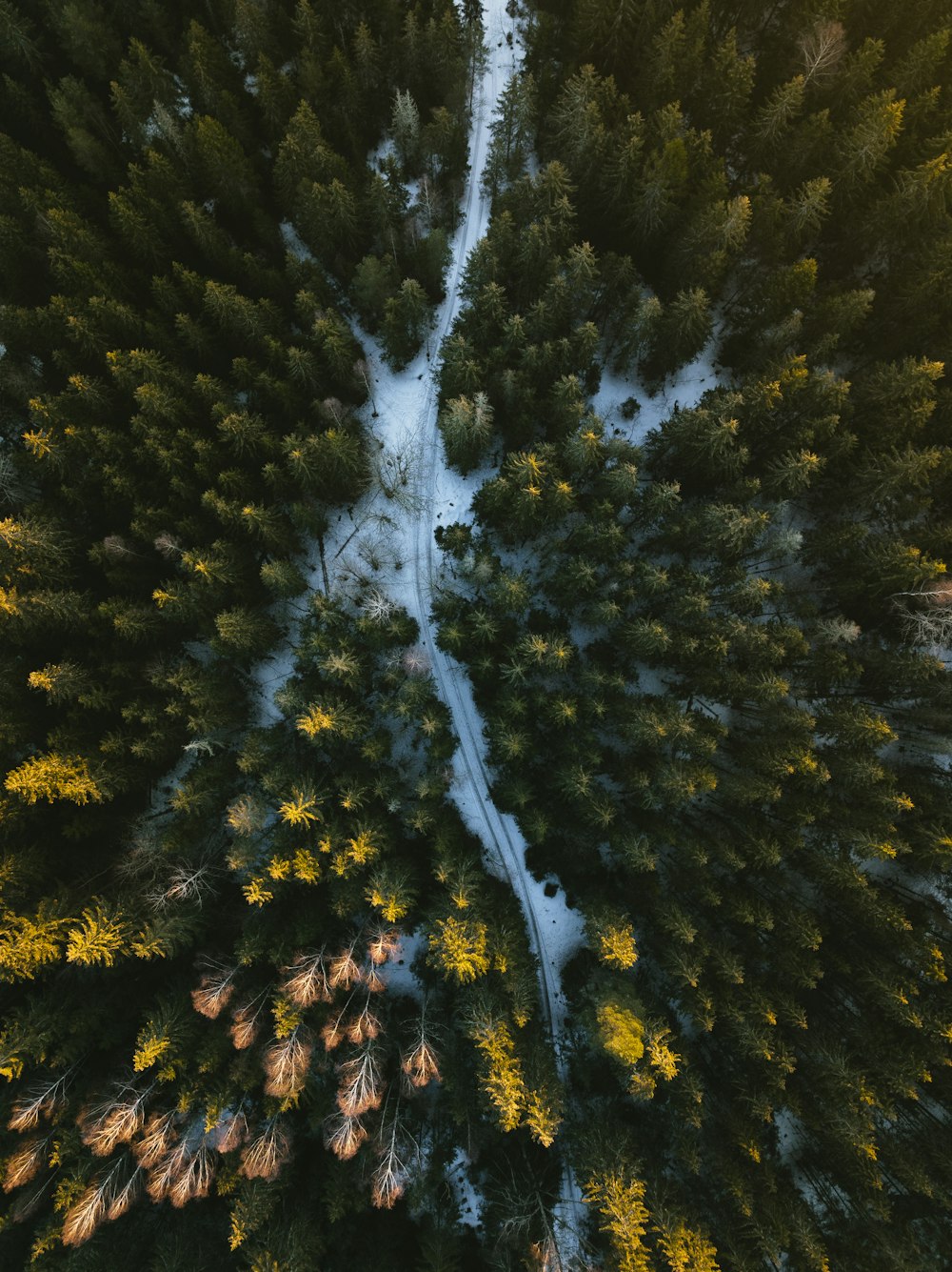 uma vista aérea de uma floresta coberta de neve