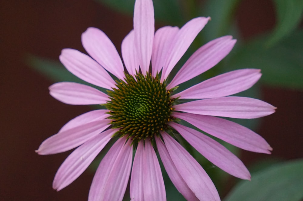 a close up of a pink flower with a green center