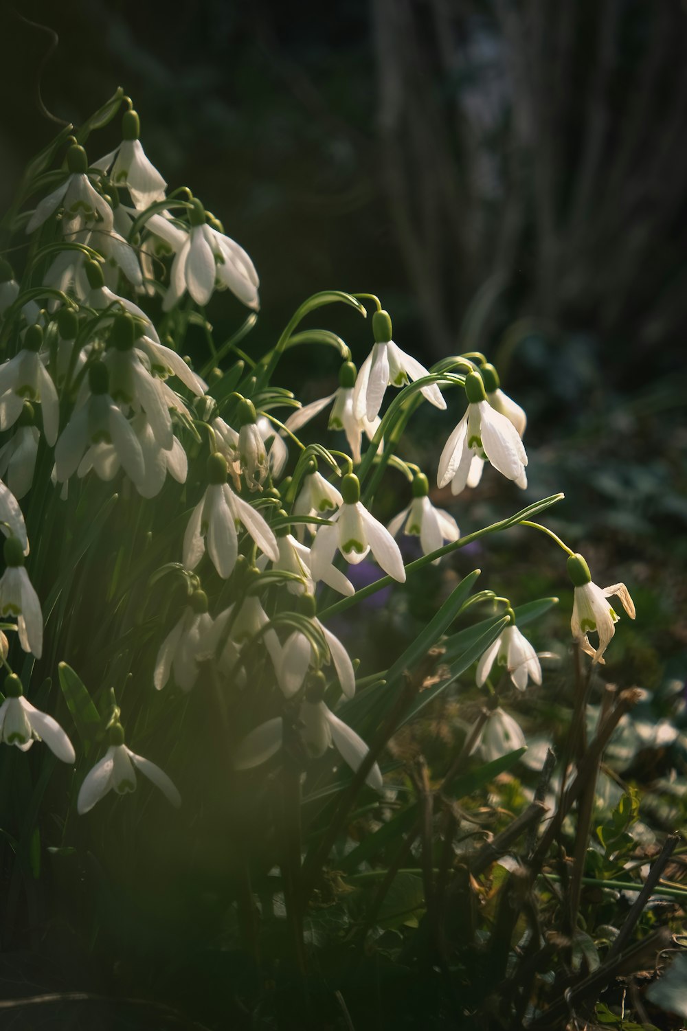 a bunch of white flowers that are in the grass