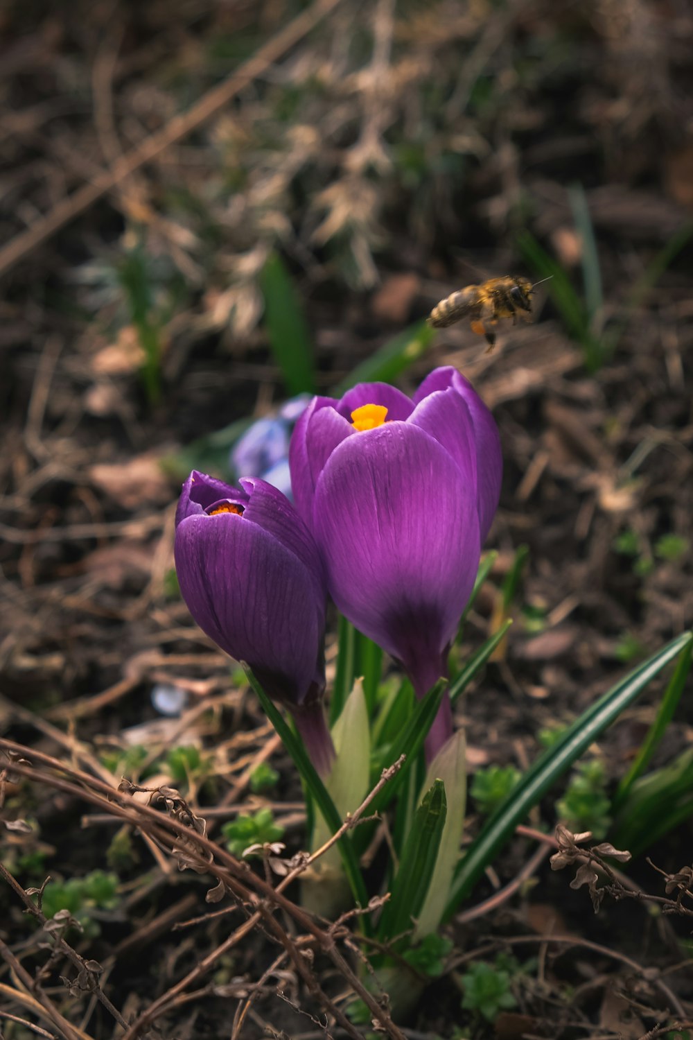 two purple flowers with a bee in the background