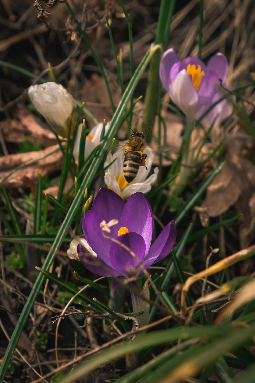 a bee sitting on top of a purple flower