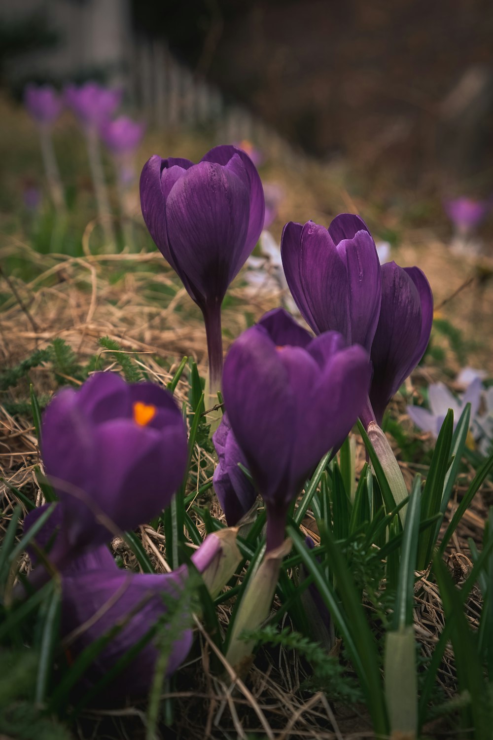 a group of purple flowers sitting on top of a grass covered field