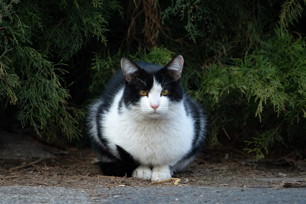 a black and white cat sitting in front of a bush
