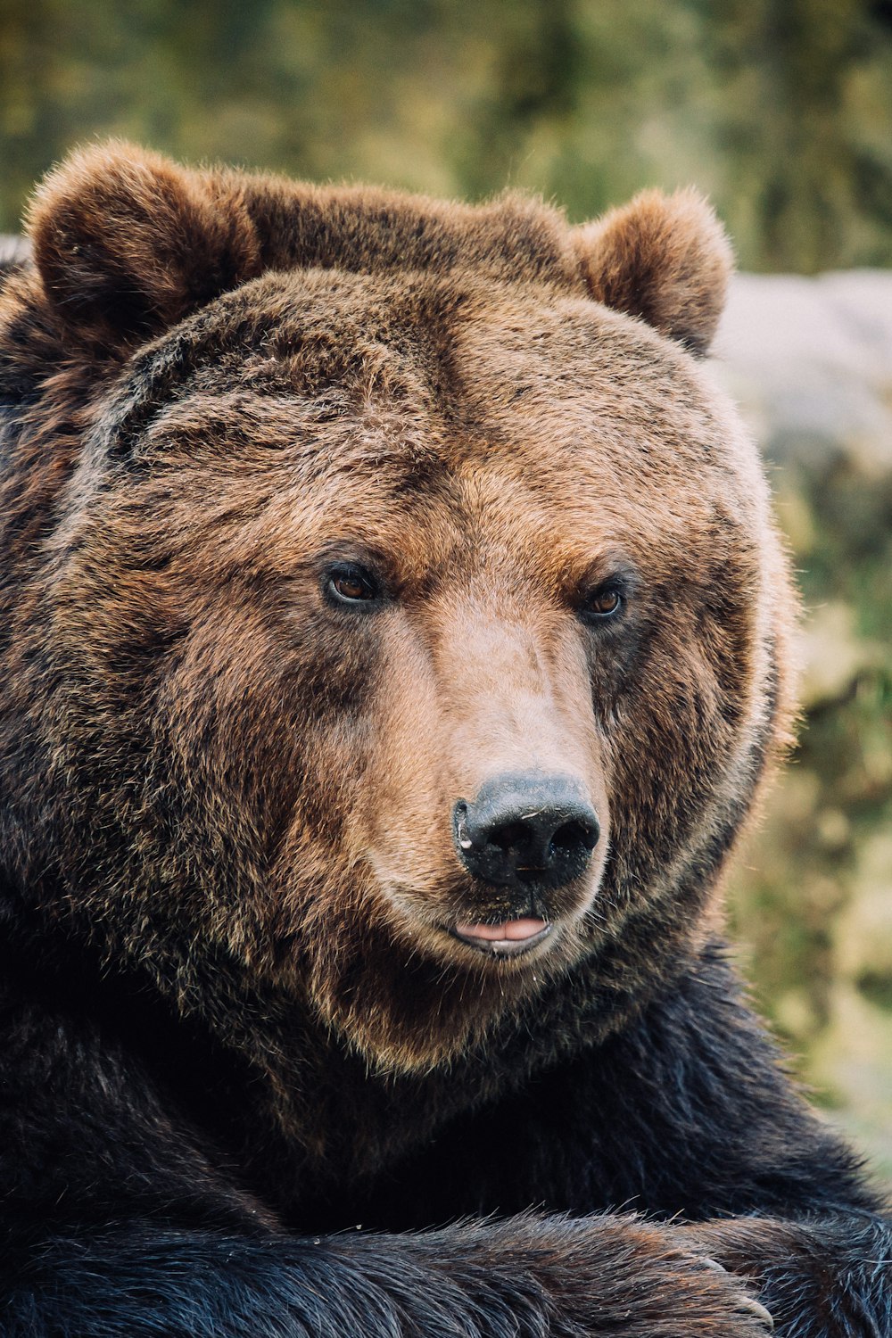 a large brown bear laying on top of a lush green field