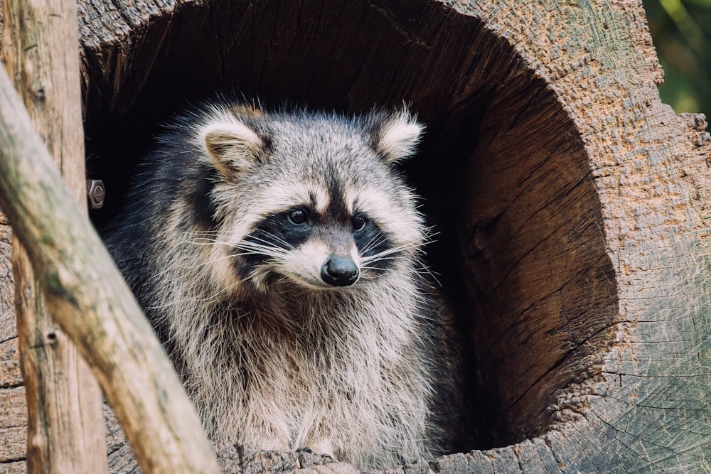 a raccoon looking out of a hollow in a tree