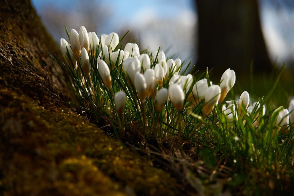 a group of white flowers sitting on top of a moss covered ground