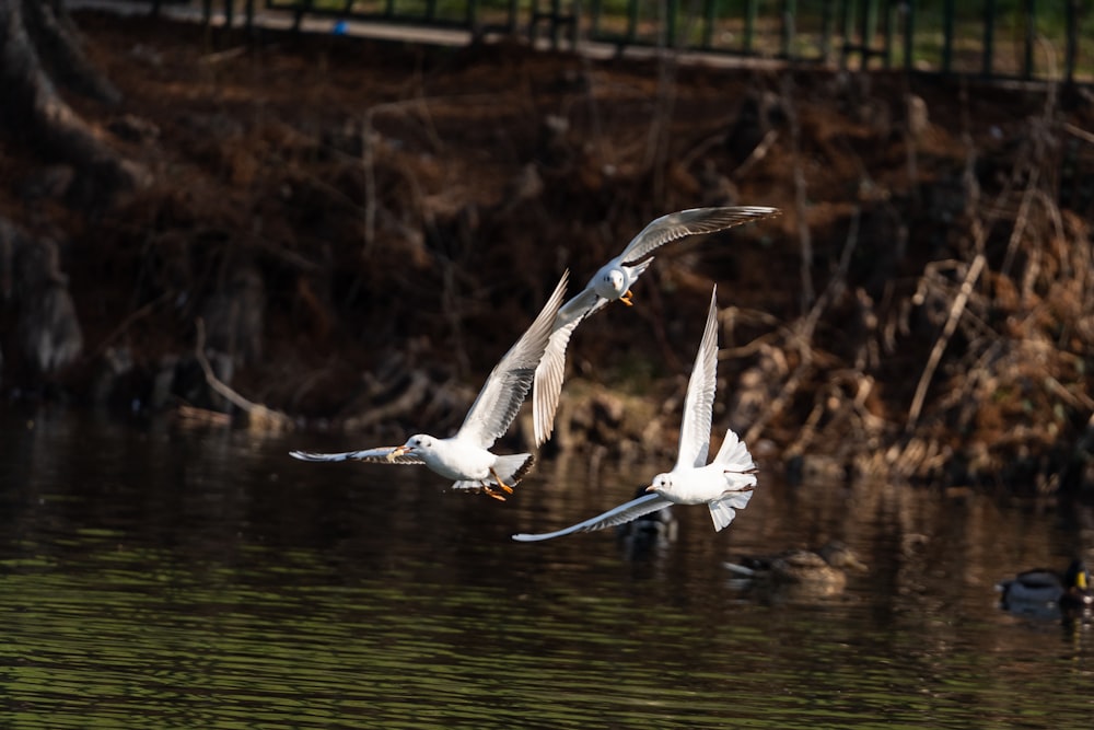 two white birds flying over a body of water