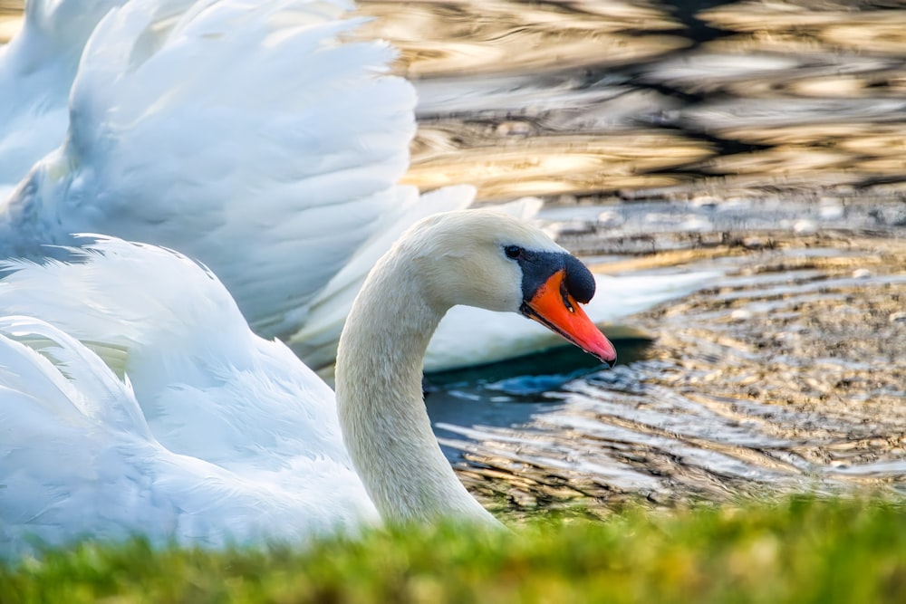 Un cygne blanc au bec orange nage dans l’eau