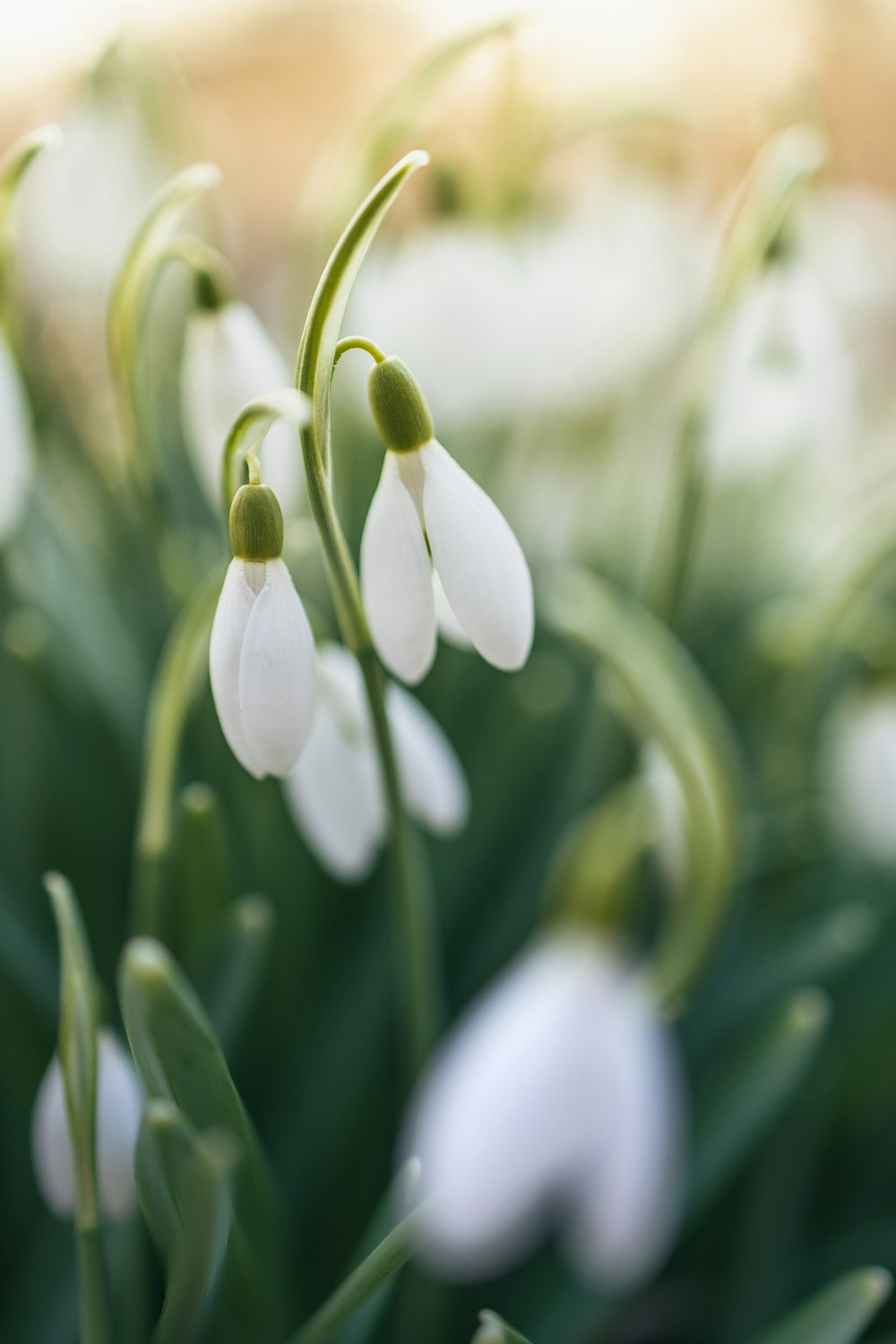 a close up of a flower