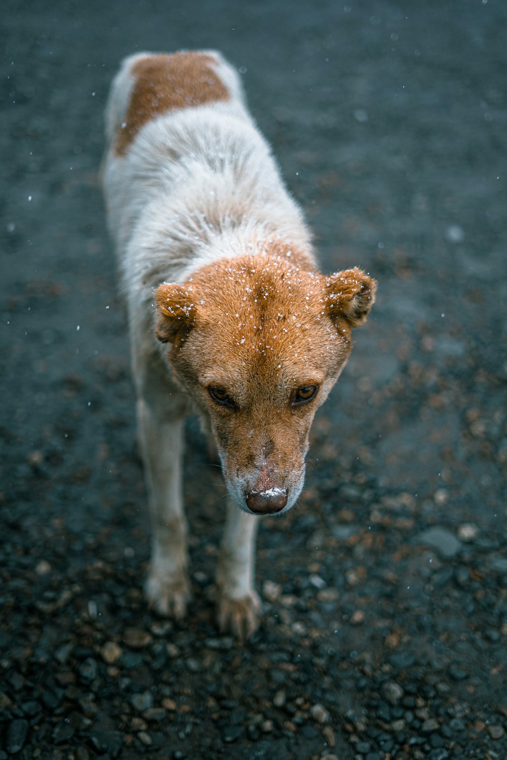 um cão marrom e branco em pé no topo de uma estrada de cascalho