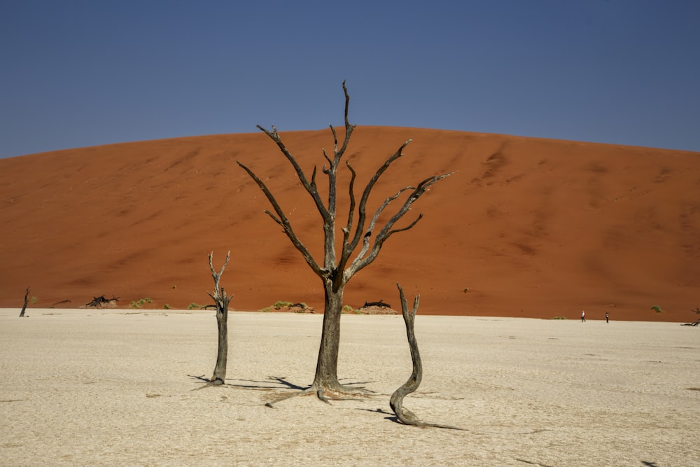 two dead trees in the middle of a desert