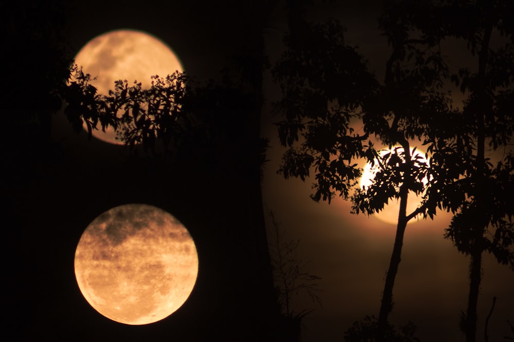 a full moon is seen through the trees