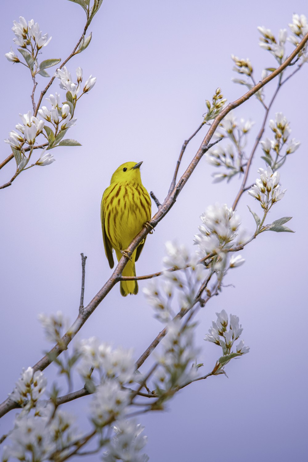 um pássaro amarelo sentado em um galho de uma árvore
