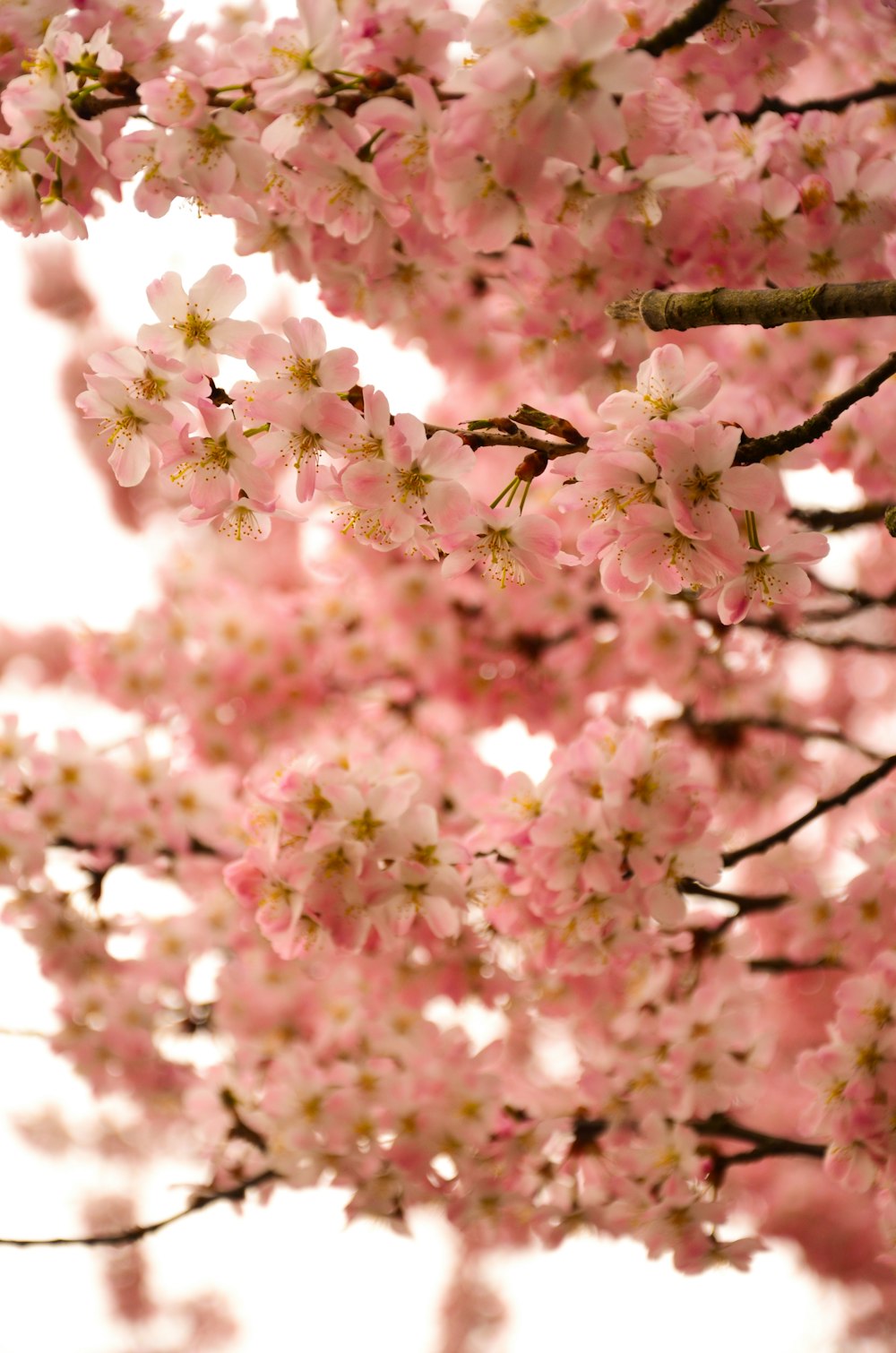 a close up of pink flowers on a tree